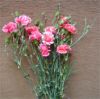 cut carnations