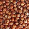 sell SORGHUM