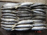 Sell frozen blue mackerel