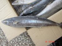 Sell frozen spanish mackerel