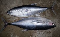 Sell bluefin tuna