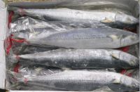 hot sale fresh frozen spanish mackerel king fish