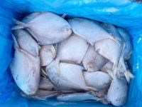 Hot Sale Fresh Frozen Silver Pomfret White Pomfret IQF Whole Round High Quality Good Price