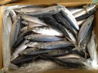 hot sale fresh frozen pacific mackerel new catch scomber japonicus