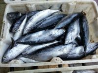 2024 new catchfresh frozen bonito tuna bonito fish