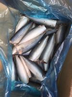 hot sale fresh frozen pacific mackerel HGT mackerel hgt
