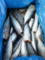 2024 new catch fresh frozen bonito HGT bonito tuna hgt