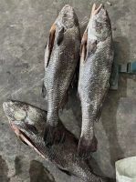 Frozen fresh brown croaker gutted fish miichtys miuuy