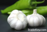 Sell CHINESE  WHITE GARLIC