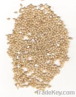 Chinese white sesame seed