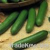 Sell fresh cucumbers