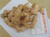 Sell Fresh Ginger with competitive price
