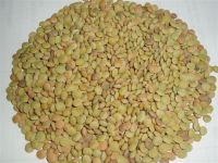 Sell Chinese Green Lentils