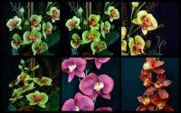 Sell Silk Flower Wholesale Only