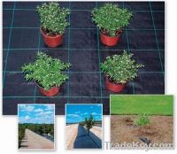 Sell GROUND COVER