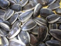 CONFECTIONERY SUNFLOWER SEED IN SHELL