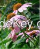 Echinacea Herb P. E.