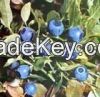 Bilberry Extract