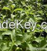 Sell Stevia Leaf