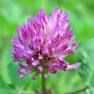 RED CLOVER
