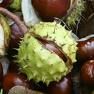 Horse chestnut for chronic venous insufficiency