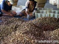 Sell Betel Nuts