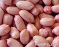 Groundnut Kernels