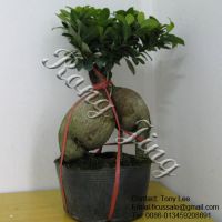 Ginseng Ficus  Bonsai-3