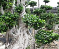 Aerial Root Ficus Bonsai-1