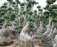 Aerial Root Ficus Bonsai-3