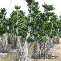 Aerial Root Ficus Bonsai-5