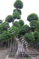 Aerial Root Ficus Bonsai-6