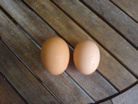 Sell fresh eggs from Netherlands.