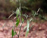 Sell Andrographis Paniculata Extract