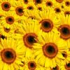 Sell SUN FLOWER SEEDS