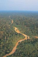 Forest Concession In Peru