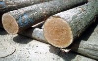 Sell Red Oak Veneer Log