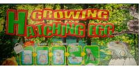 Sell  growing hatching egg