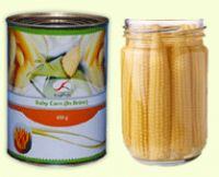 Best Quality of Canned Baby Corn