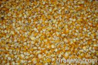 Sell yellow corn/maize