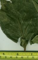Sell Persimmon leaf