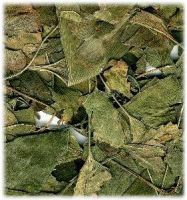 Sell Ginkgo leaf