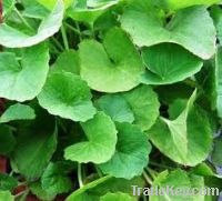 Sell VINCA ROSEA ROOTS AND LEAVES