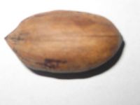 Sell Pecan Nuts In Shell
