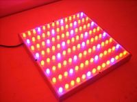 LED Grow Light