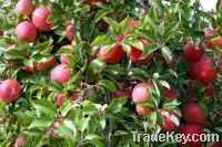 Sell Paclobutrazol for Apples