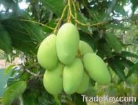 Sell Paclobutrazol for Mangoes