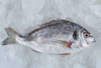 Sell European Sea Bream& Sea bass chilled Fresh