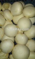 fresh white mushrooms