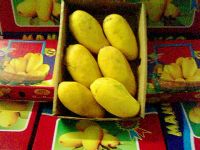 Sell Fresh Pakistani Mangoes